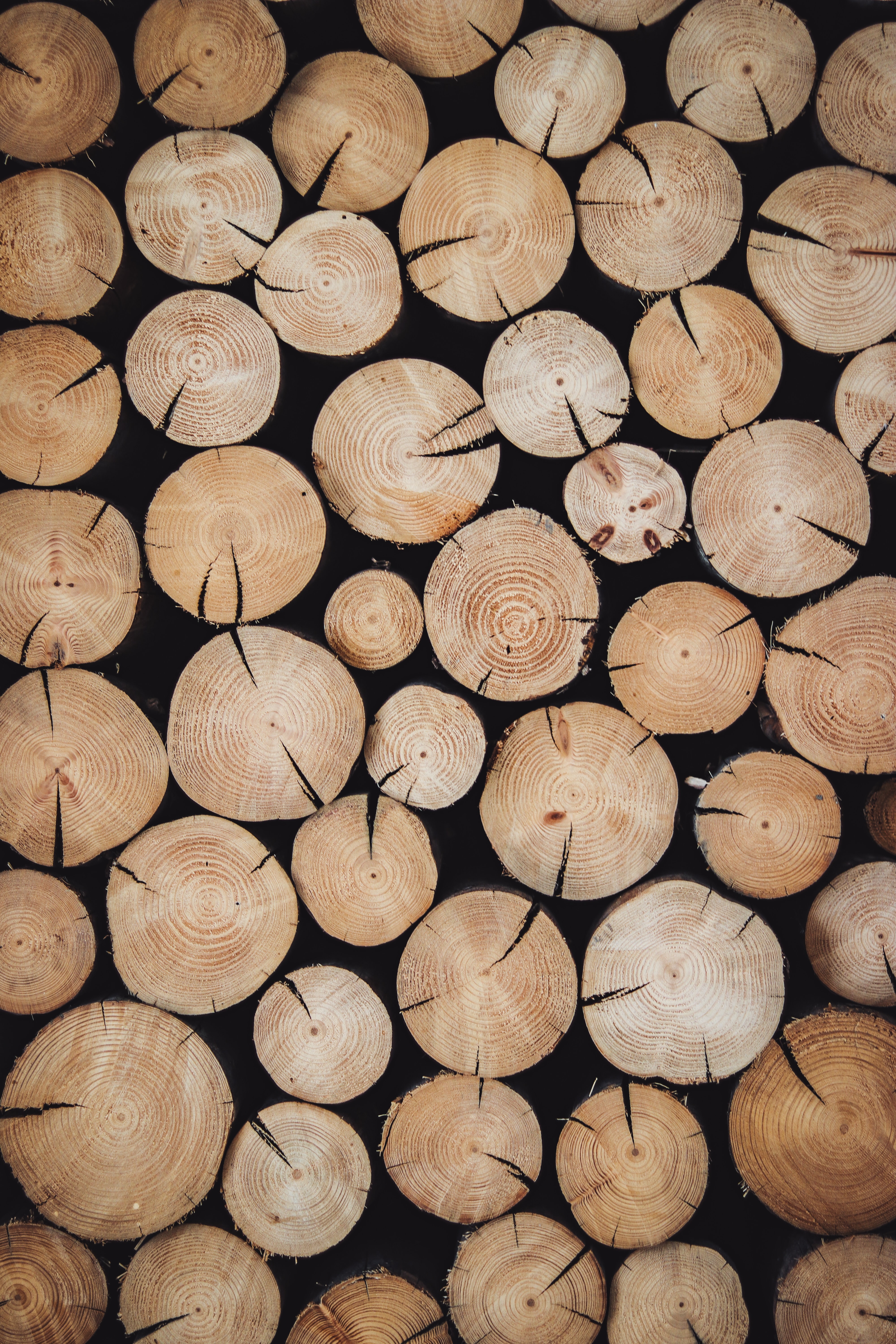 9 Wood Species Best for Outdoor Projects